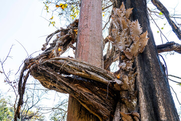 dead tree in the forest