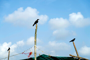 Crow in the sky