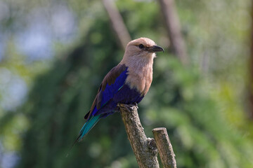 Rollier à ventre bleu