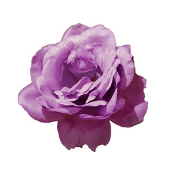 Isolated purple rose flower on white background