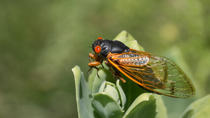 Close-up color photo of a cicada with large red eyes and translucent veined wings sitting and waiting on a green plant with soft de-focused green foliage background. Copy space.