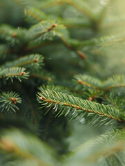 A close-up of a green evergreen tree branch with a blurry background
