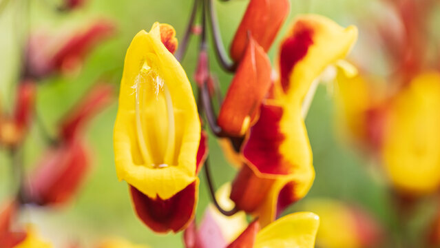Closeup of Thunbergia mysorensis (Mysore trumpetvine) at La Sombra Ecolodge in San Luis Northern Nicaragua in Central America