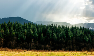 Pine forest #04-202406	