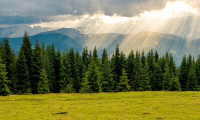 Pine forest #03-202406	