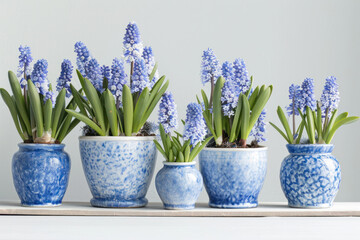A row of five blue grape hyacinths in blue and white ceramic pots sit on a white tabletop. The hyacinths are in bloom with their purple-blue flowers and green leaves