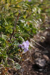 白樺山のチシマフウロ