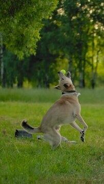 Young woman, throws a tennis ball to her dog to cath it in the air. A fun game with a pet. A funny purebred doggy jumps to catch ball and brings tennis ball to his mistress outdoor in city park