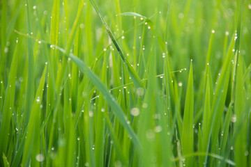 Rice fields planted with young rice that is ready to grow big