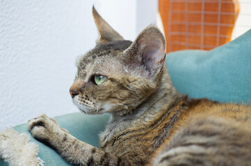 Devon Rex Katze auf ihrem Katzensofa auf dem Balkon