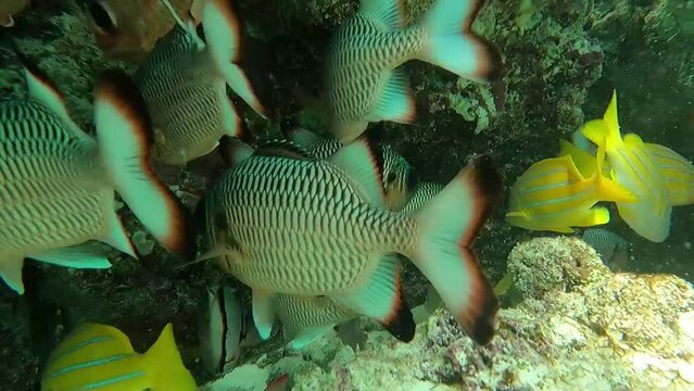 fish in the sea in Lakshadweep, India.