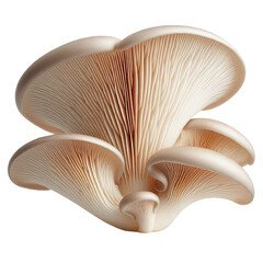 Oyster mushrooms isolated on transparent background