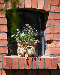 The bunch of forget-me-not on the window in old village.