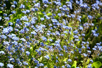 forget-me-not