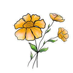 yellow flower isolated on white