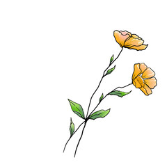 Yellow flower isolated on white background