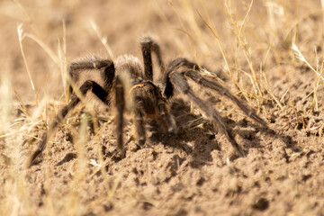 Una araña pollito (Grammostola doeringi) en el suelo del espinal