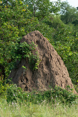 Termiti&egrave;re, termite, Afrique