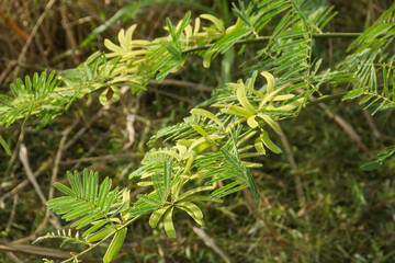 Prosopis Cineraria or petai thorn, a plant that resembles a petai tree but has sharp thorns
