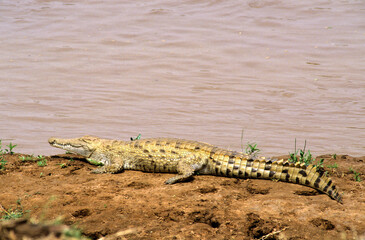 Crocodile du nil; Crocodylus niloticus, Afrique