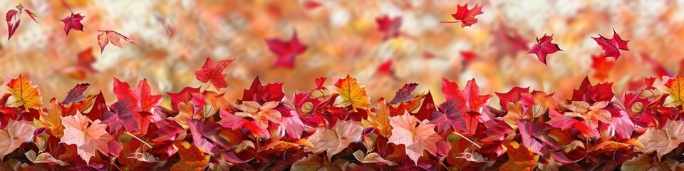 Fototapeta premium Autumn seamless transparent background with a long horizontal edge made of new golden leaves.