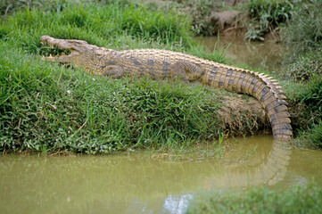 Crocodile du nil; Crocodylus niloticus, Afrique