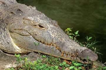 Crocodile du Riol; crocodilus acutis