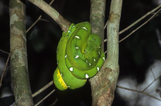 Boa vert; corallus aninus; Amazonie
