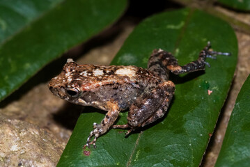 Grande rainette de Madagascar, Boophis madagascariensis, Madagascar