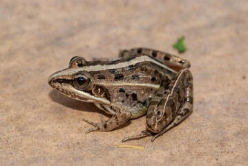 Grenouille de Madagascar, Mantelle, Guibemantis diphonus, Madagascar