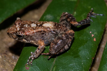 Grande rainette de Madagascar, Boophis madagascariensis, Madagascar