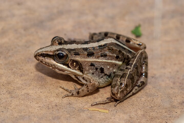 Grenouille de Madagascar, Mantelle, Guibemantis diphonus, Madagascar