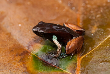 Mantelle de Madagascar, Mantella madagascariensis , Madagascar