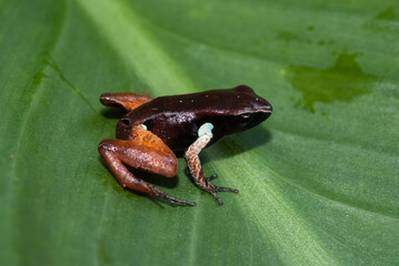 Mantelle de Madagascar, Mantella madagascariensis , Madagascar