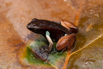 Mantelle de Madagascar, Mantella madagascariensis , Madagascar