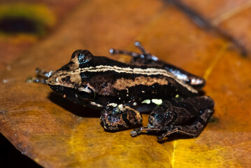 Mantelle, Mantidactylus femoralis, Madagascar