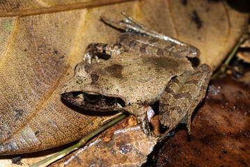 Mantelle haraldmeieri, Grenouille, Mantella haraldmeieri, Madagascar