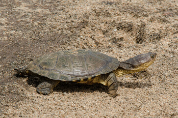 tortue aquatique, Pelomedusa subrufa, Tanzanie