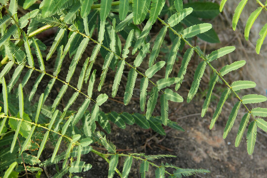 Prosopis Cineraria or petai thorn, a plant that resembles a petai tree but has sharp thorns