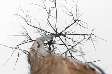Dead trees with dry trunks and branches in the dry season