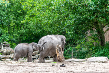 Fototapeta premium Majestic Indian Elephant with Calf at the Zoo