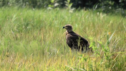 Obraz premium Rare eagle spotted in grassy area