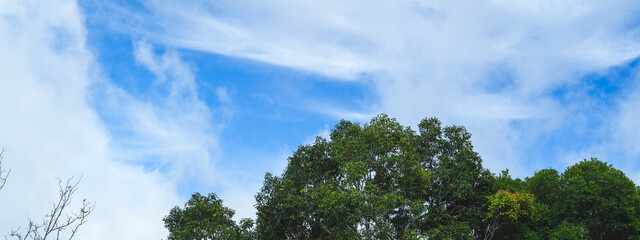Obraz premium Blue sky with clouds.A panoramic blue sky with trees and leaves background or banner, nature wallpaper, green leaf, greenery, and sunlight, concept of freshness and freedom refreshing with copy space.