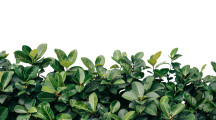 Green leaves of a bush or tree with a transparent background.