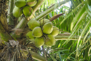 Fresh green coconuts that are still on the coconut tree and ready to be harvested to make fresh drinks