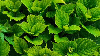 Ortensia Hydrangea macrophylla (Thunb.) Ser. foglie che si intrecciano