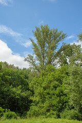 Fototapeta premium trees in the forest