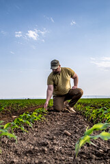 Fototapeta premium Agronomist examines soybean crop on field in summer.
