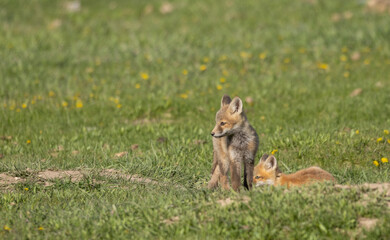 Pair of Red Fox Pups at a Den