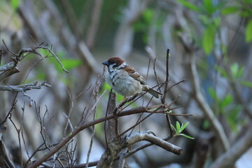 木の枝にとまる1匹のスズメ